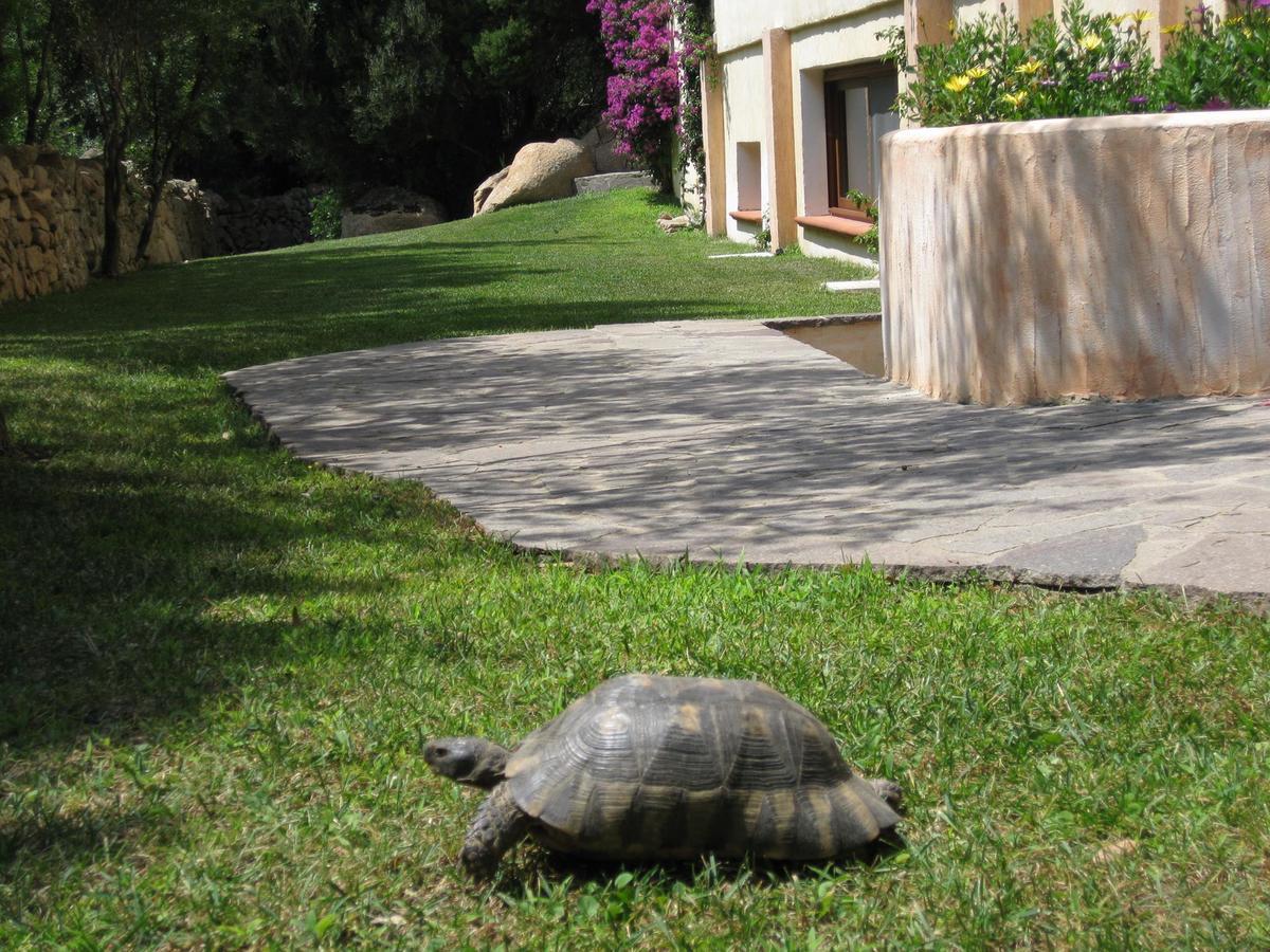 Hotel Monti Di Mola Porto Cervo Zewnętrze zdjęcie
